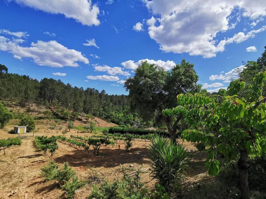 Cantinho Da Alice Family Villa Sertã Екстериор снимка